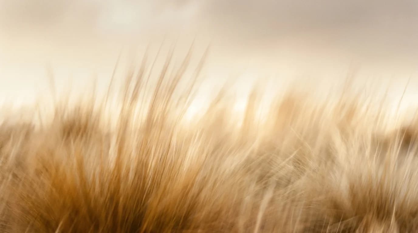 Vertical motion blur through golden tussock grassland